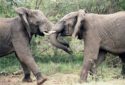 elephants-1355424_1280