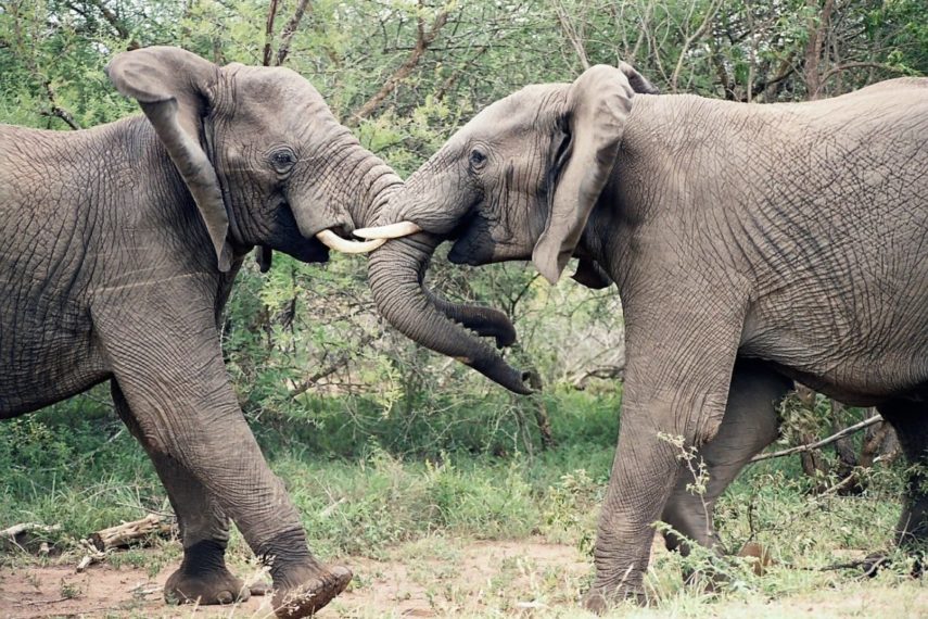 elephants-1355424_1280
