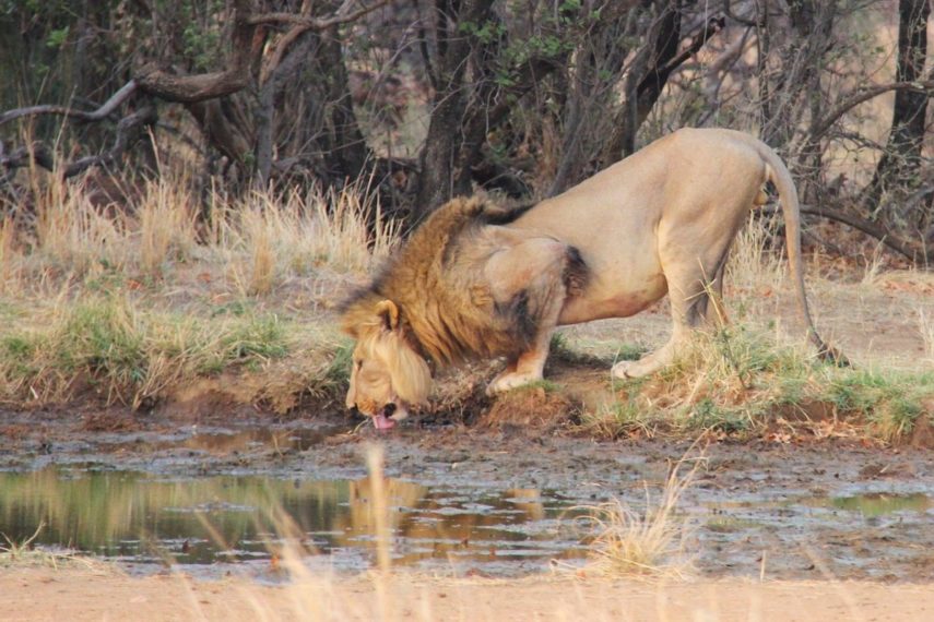 lion-1223455_1280