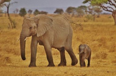 Dar el Salaam Tours