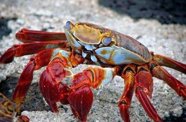 Galapagos Islands Best Pla