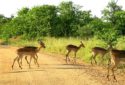 Kruger National Park, South Africa