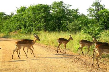 Kruger National Park Best Places To Visit