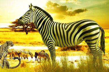 Livingstone Best Places To Visit