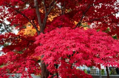 Sapporo