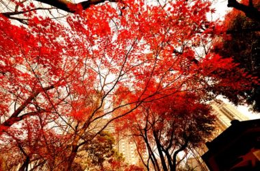 Tokyo Tours